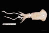 Lolliguncula brevis, brief squid, SEAMAP collections